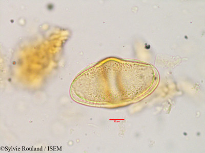 Globimetula braunii - lame n° 3635