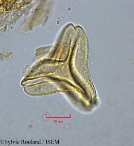 Globimetula tonkouiensis - lame n° 2233