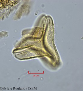 Globimetula tonkouiensis - lame n° 2233