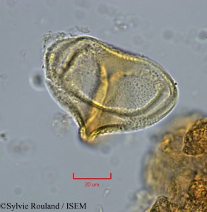 Globimetula tonkouiensis - lame n° 2233