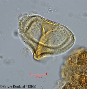 Globimetula tonkouiensis - lame n° 2233