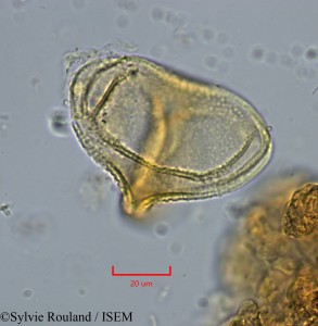 Globimetula tonkouiensis - lame n° 2233