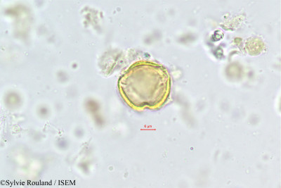 Sylvie.Rouland/Globularia_nudicaulis_30456/Globularia_nudicaulis_30456_0001(copy)_thumb.jpg