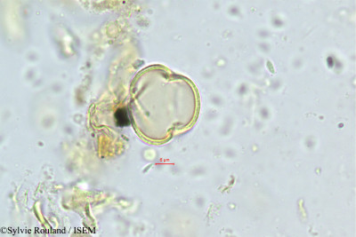 Globularia nudicaulis - lame n° 30456