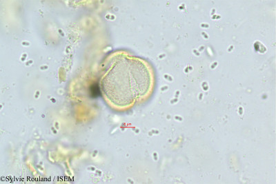 Globularia nudicaulis - lame n° 30456