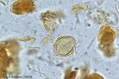 Sylvie.Rouland/Glochidion_neilgherrense_5007/Glochidion_neilgherrense_5007_0001(copy)_thumb.jpg