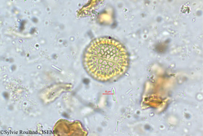Sylvie.Rouland/Glochidion_zeylanicum_5351/Glochidion_zeylanicum_5351_0001(copy)_thumb.jpg