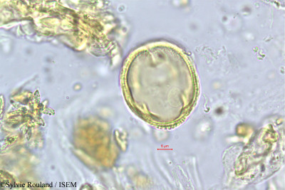 Sylvie.Rouland/Gluta_tavoyana_276/Gluta_tavoyana_276_0001(copy)_thumb.jpg