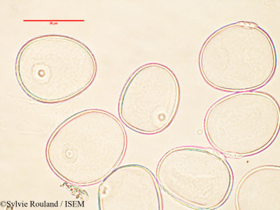 Sylvie.Rouland/Glyceria_notata_42804/Glyceria_notata_42804_0001(copy)_thumb.jpg