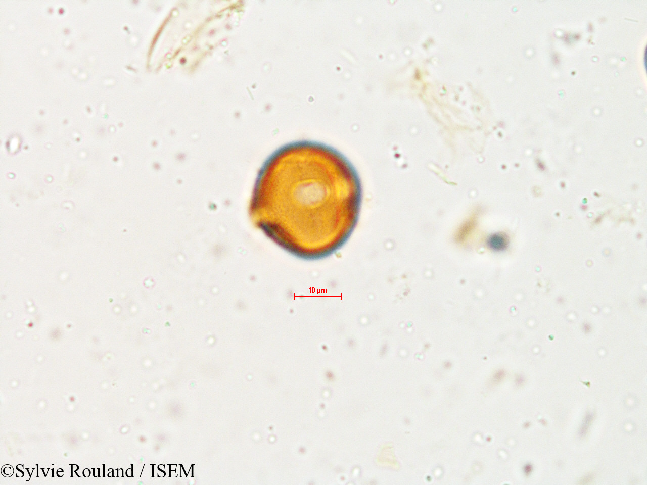 Sylvie.Rouland/Glycine_javanica_4903/Glycine_javanica_4903_0001(copy).jpg