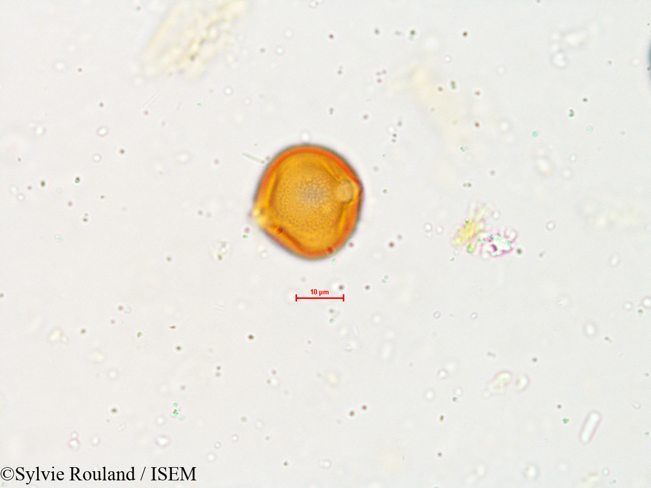 Sylvie.Rouland/Glycine_javanica_4903/Glycine_javanica_4903_0002(copy).jpg