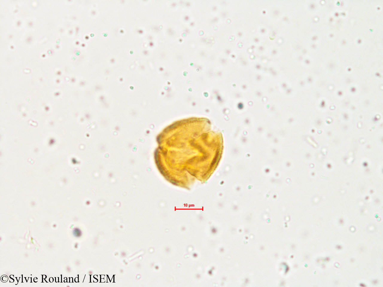 Sylvie.Rouland/Glycine_javanica_4903/Glycine_javanica_4903_0005(copy).jpg