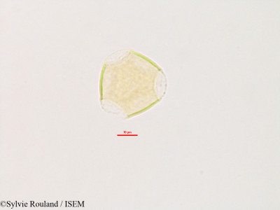 Sylvie.Rouland/Glycine_lyalii_2803/Glycine_lyalii_2803_0001(copy)_thumb.jpg