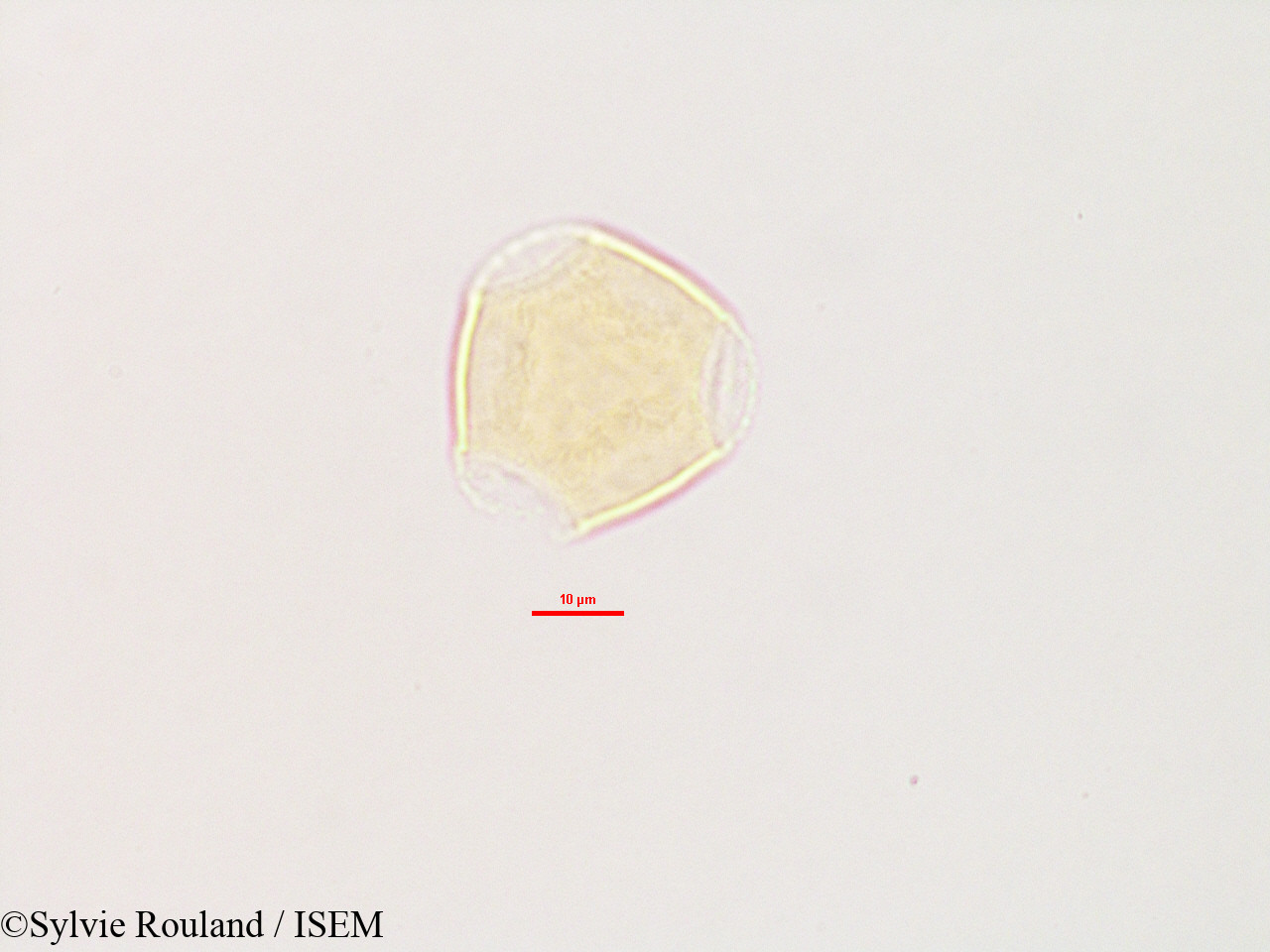 Sylvie.Rouland/Glycine_lyalii_2803/Glycine_lyalii_2803_0002(copy).jpg