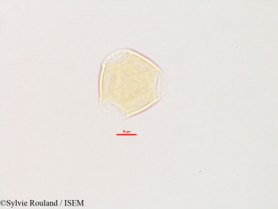 Glycine lyalii - lame n° 2803