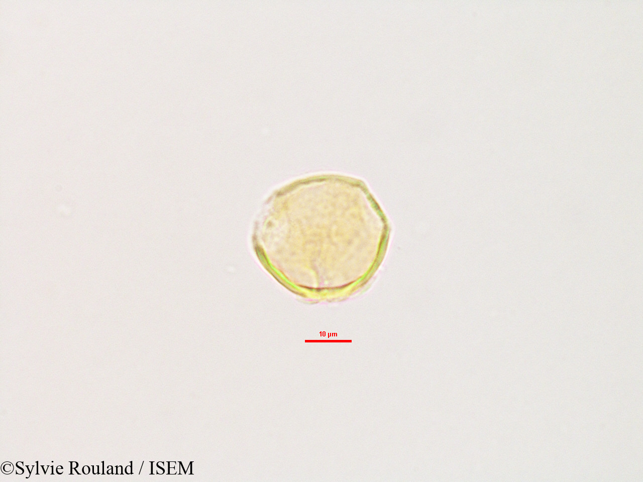 Sylvie.Rouland/Glycine_lyalii_2803/Glycine_lyalii_2803_0003(copy).jpg