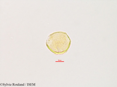 Glycine lyalii - lame n° 2803