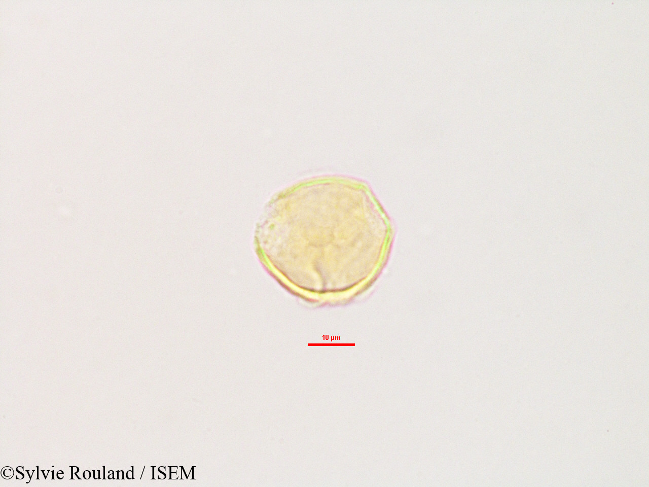Sylvie.Rouland/Glycine_lyalii_2803/Glycine_lyalii_2803_0004(copy).jpg