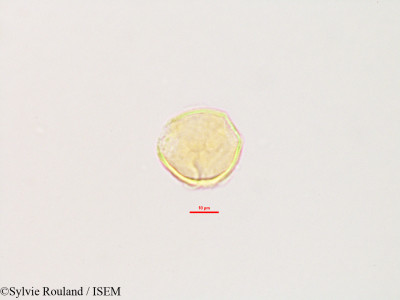 Glycine lyalii - lame n° 2803