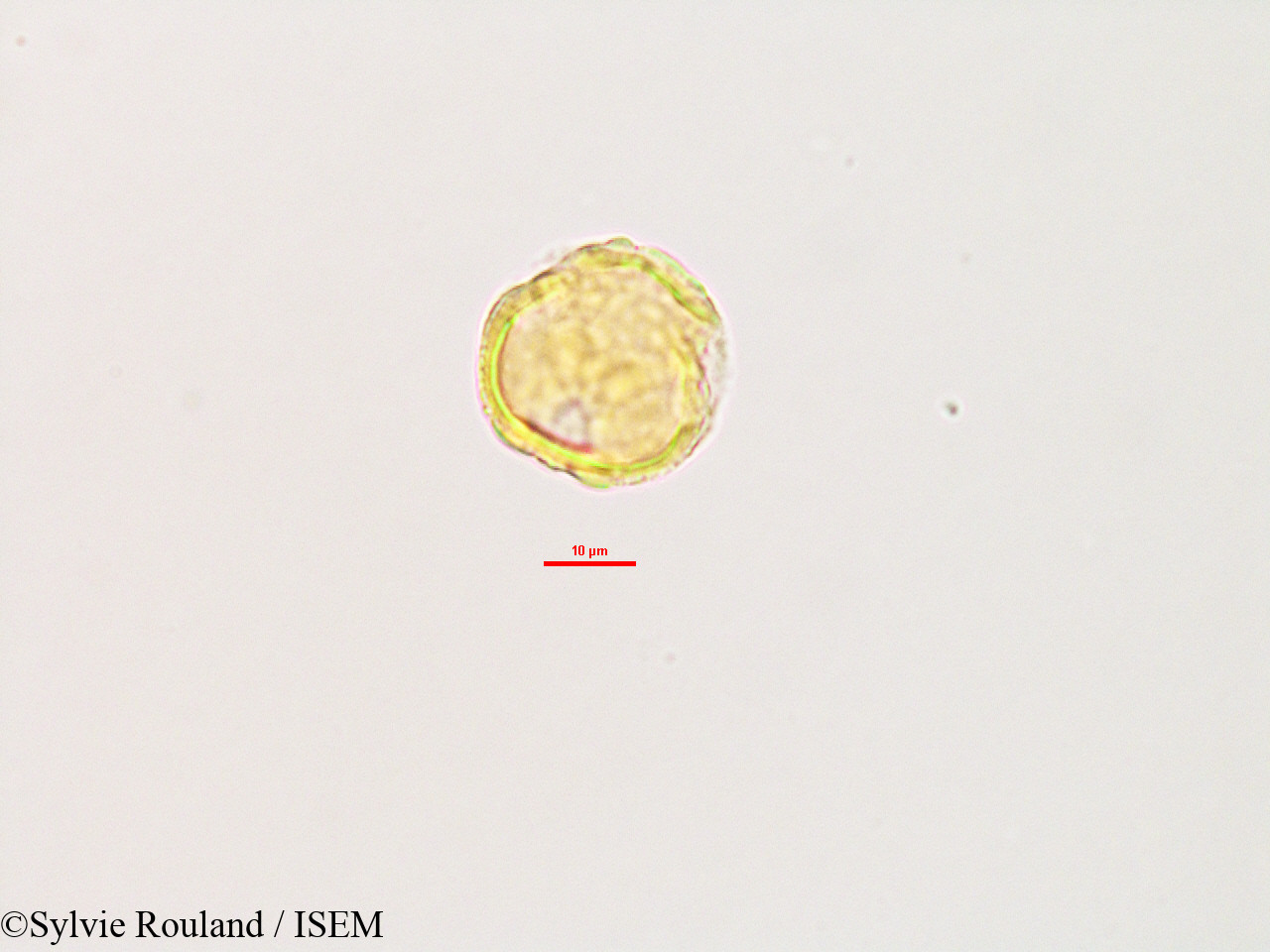 Sylvie.Rouland/Glycine_lyalii_2803/Glycine_lyalii_2803_0005(copy).jpg
