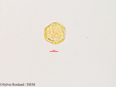 Glycine lyalii - lame n° 2803