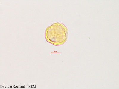 Glycine lyalii - lame n° 2803