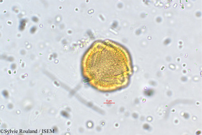 Glyptopetalum zeylanicum - lame n° 5378