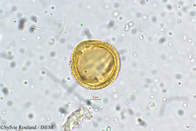 Glyptopetalum zeylanicum - lame n° 5378