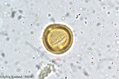 Glyptopetalum zeylanicum - lame n° 5378