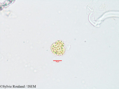 Sylvie.Rouland/Gnaphalium_undulatum_3548/Gnaphalium_undulatum_3548_0001(copy)_thumb.jpg