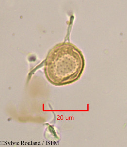 Gnetum gnemon - lame n° 1999