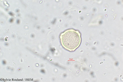 Sylvie.Rouland/Gomphandra_andamanica_5784/Gomphandra_andamanica_5784_0001(copy)_thumb.jpg