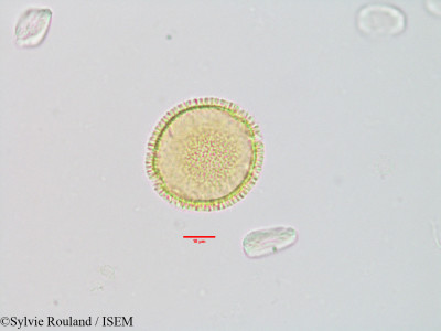 Sylvie.Rouland/Gomphocalyx_herniarioides_2881/Gomphocalyx_herniarioides_2881_0001(copy)_thumb.jpg