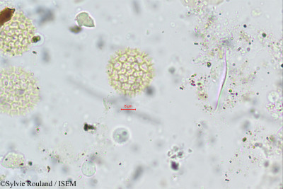 Sylvie.Rouland/Gomphrena_celosioides_133/Gomphrena_celosioides_133_0001(copy)_thumb.jpg