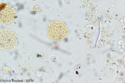 Gomphrena celosioides - lame n° 133