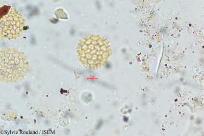 Gomphrena celosioides - lame n° 133