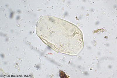 Sylvie.Rouland/Goniothalamus_wightii_5236/Goniothalamus_wightii_5236_0001(copy)_thumb.jpg