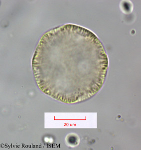 Sylvie.Rouland/Gouffeia_arenarioides_1679/Gouffeia_arenarioides_1679_0001(copy)_thumb.jpg