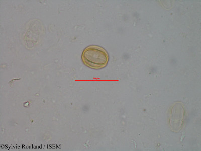 Sylvie.Rouland/Gravesia_cistoides_1519/Gravesia_cistoides_1519_0001(copy)_thumb.jpg