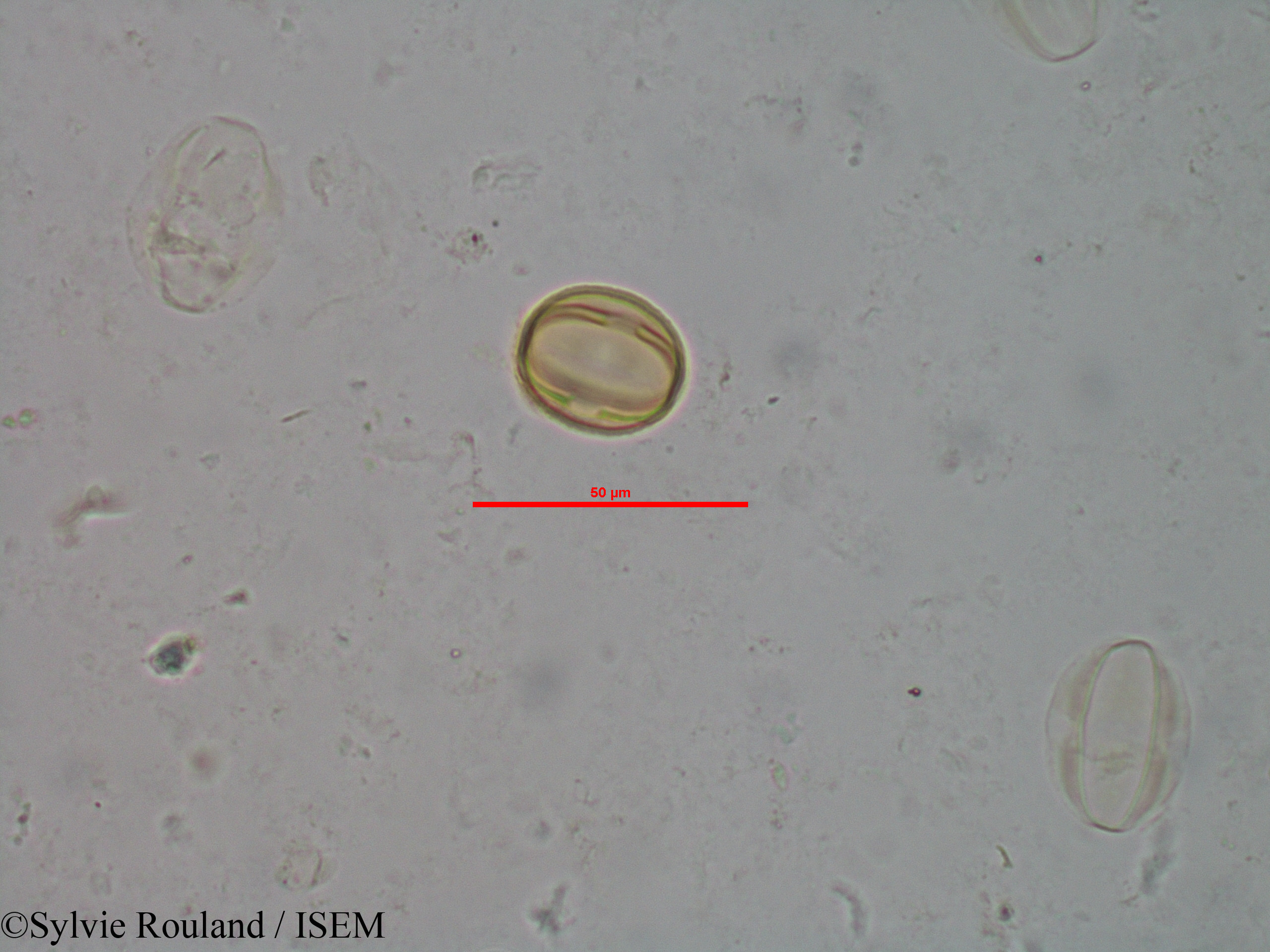 Sylvie.Rouland/Gravesia_cistoides_1519/Gravesia_cistoides_1519_0003(copy).jpg