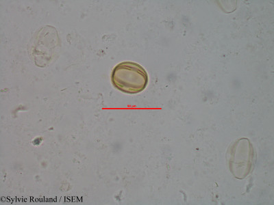 Gravesia cistoides - lame n° 1519