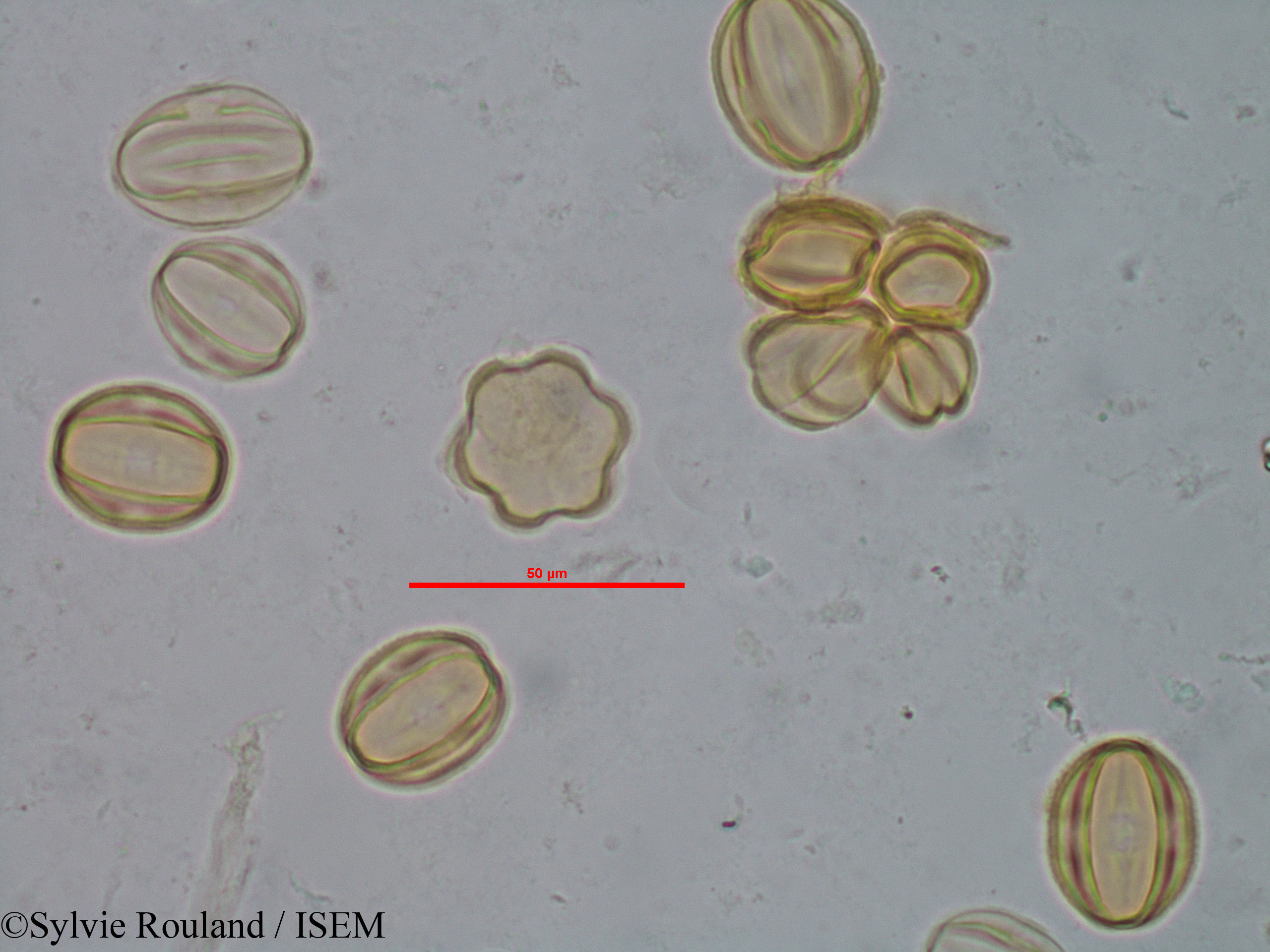 Sylvie.Rouland/Gravesia_cistoides_1519/Gravesia_cistoides_1519_0005(copy).jpg