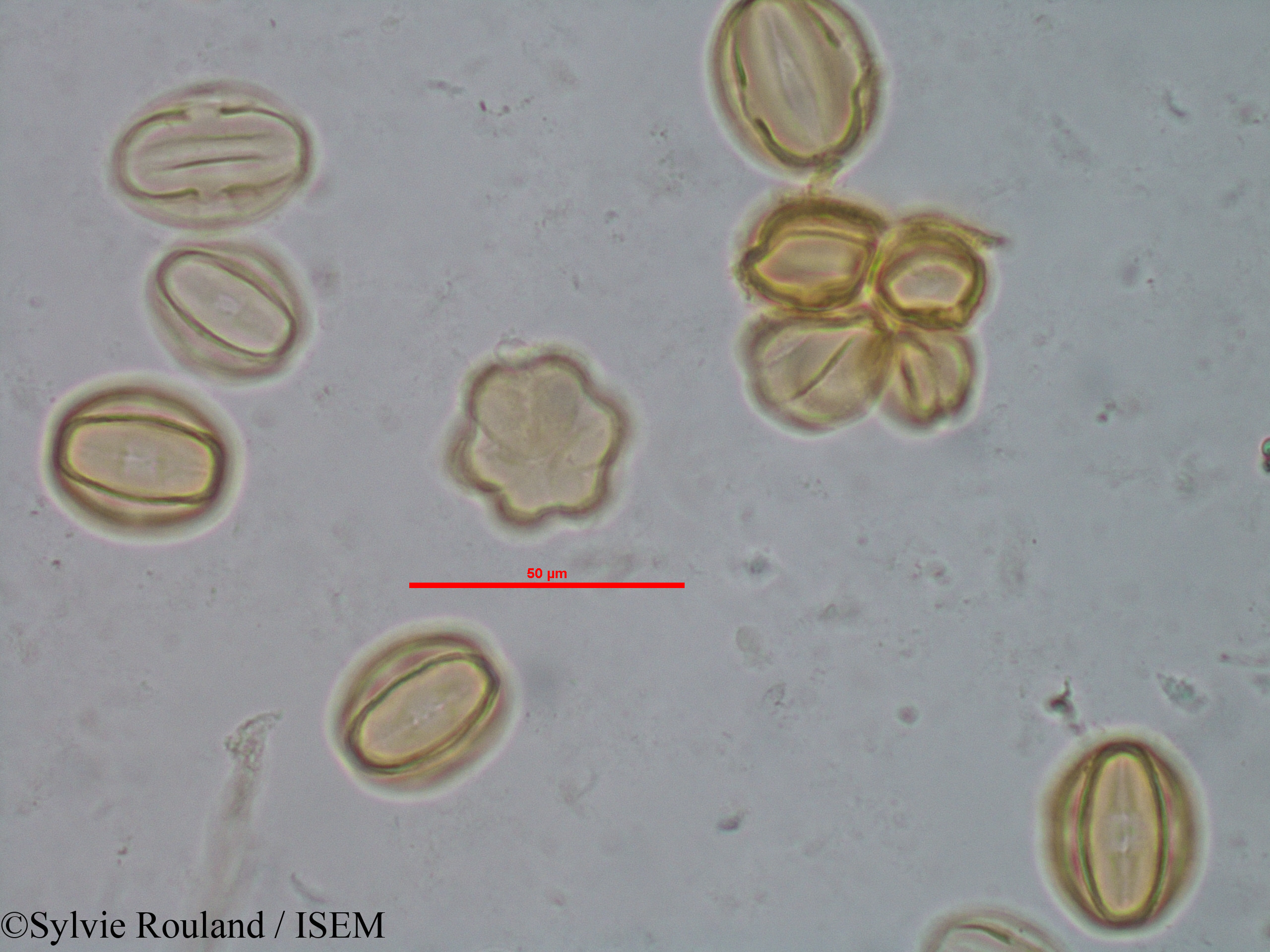 Sylvie.Rouland/Gravesia_cistoides_1519/Gravesia_cistoides_1519_0006(copy).jpg