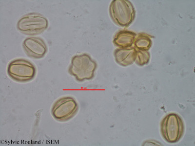Gravesia cistoides - lame n° 1519