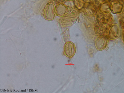Sylvie.Rouland/Gravesia_laxiflora_1521/Gravesia_laxiflora_1521_0001(copy)_thumb.jpg