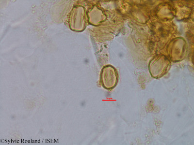 Gravesia laxiflora - lame n° 1521