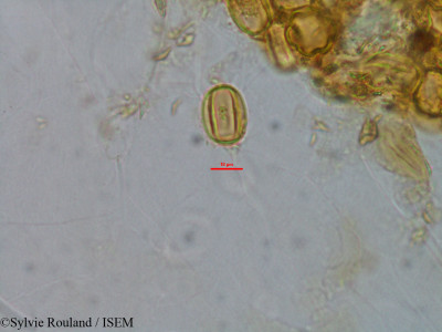 Gravesia laxiflora - lame n° 1521