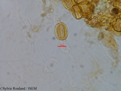 Gravesia laxiflora - lame n° 1521