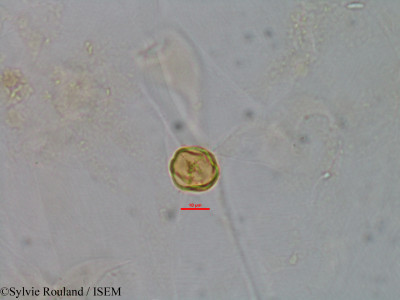 Gravesia laxiflora - lame n° 1521