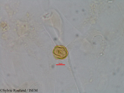 Gravesia laxiflora - lame n° 1521